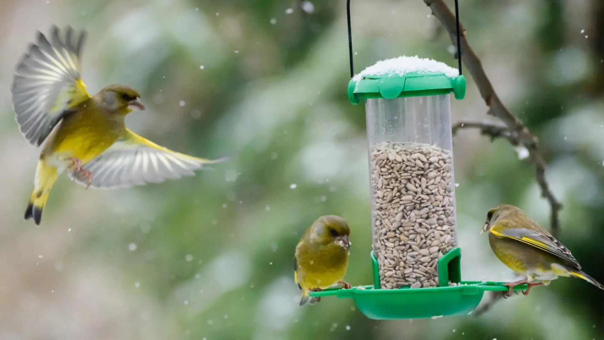 Futterspender statt Vogelhaus: Tipps zum Füttern von Vögeln