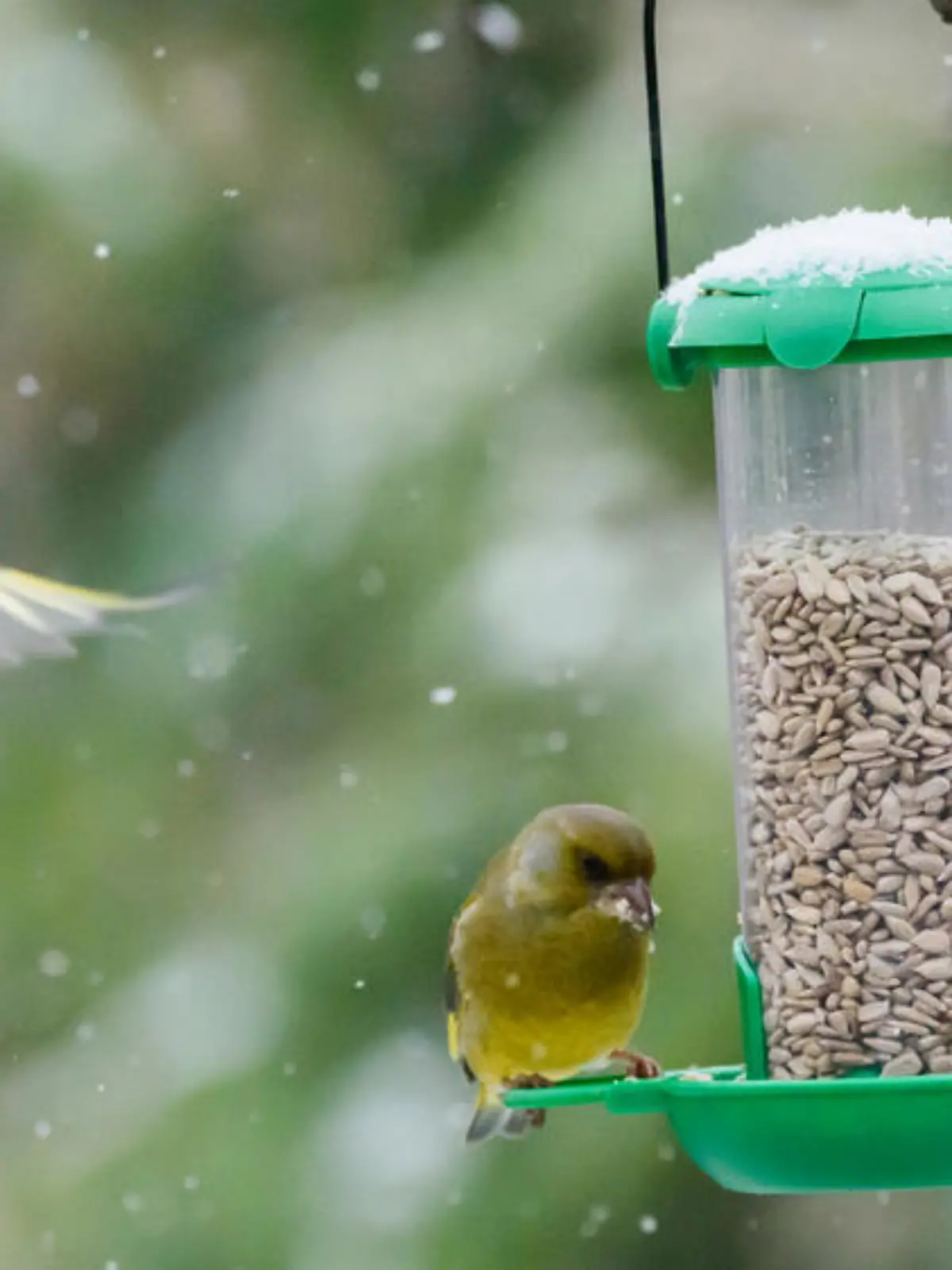 Futterspender statt Vogelhaus: Tipps zum Füttern von Vögeln