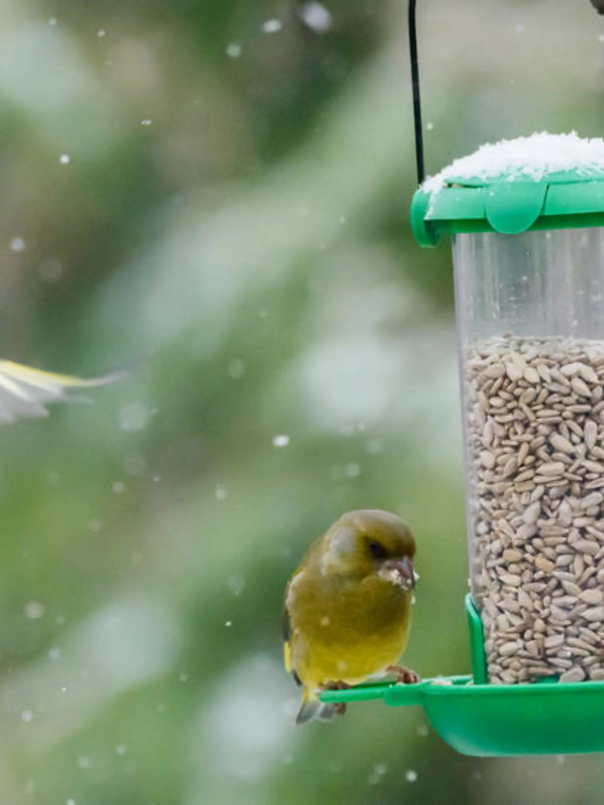 Futterspender statt Vogelhaus: Tipps zum Füttern von Vögeln