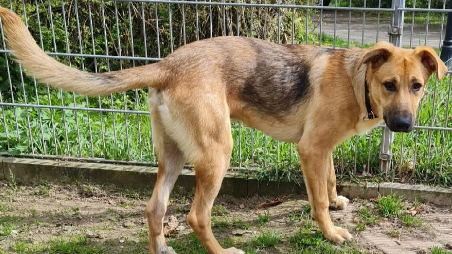 Bild Tierheim Bremen