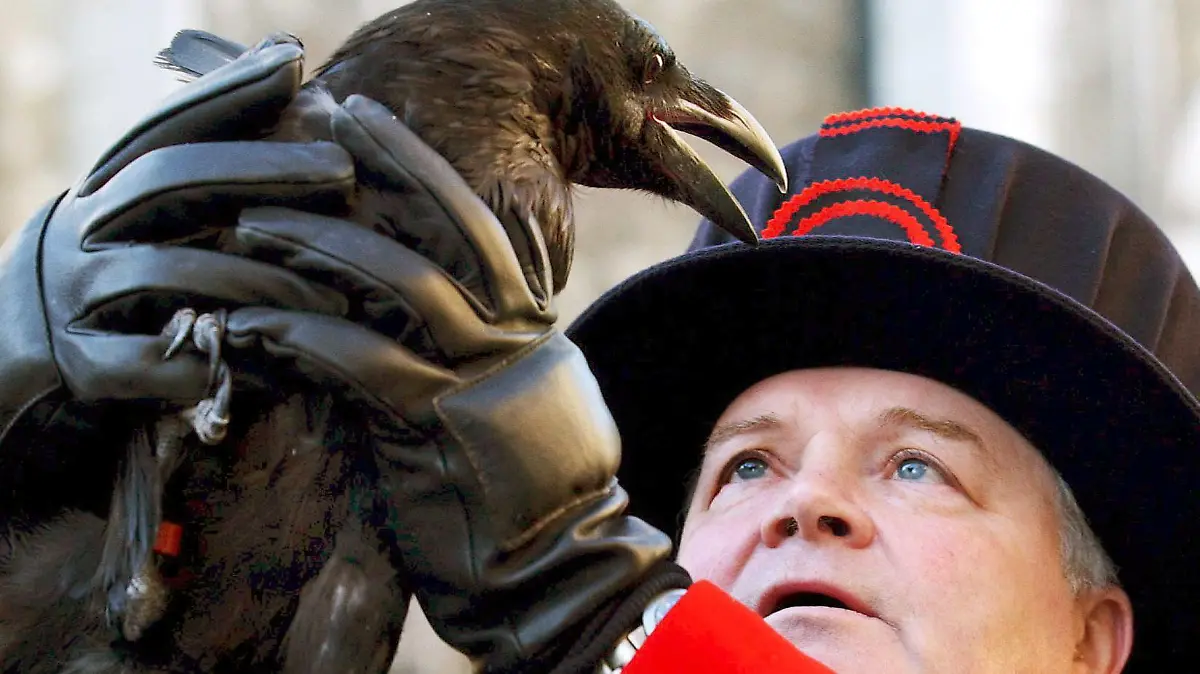 ARCHIV - 25.01.2006, Großbritannien, London: Derrick Coyle, der «Herr der Raben» des Tower von London, hält einen der Vögel in Luft. Der Tower von London hat einen seiner heimischen Raben verloren und ist damit der Legende nach dem Untergang des Vereinigten Königreichs ein Stück näher gekommen. Diese besagt, dass das Vereinigte Königreich untergeht, wenn die Raben - eine Gruppe von mindestens sechs Vögeln - die berühmte Sehenswürdigkeit verlassen. (zu dpa: «Dem Untergang ein Stück näher: Tower von London verliert einen Raben») Foto: Natasha Marie Brown/epa/dpa +++ dpa-Bildfunk +++