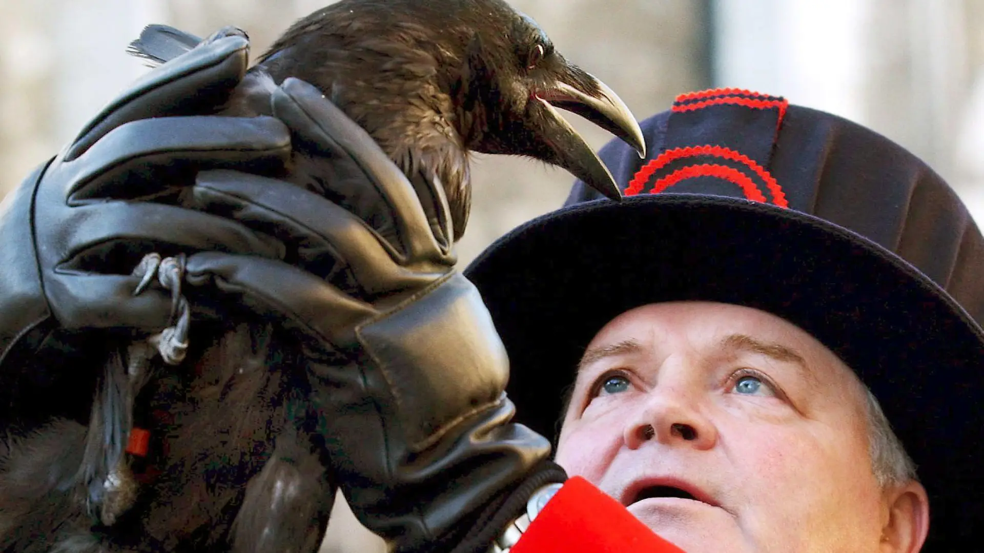 ARCHIV - 25.01.2006, Großbritannien, London: Derrick Coyle, der «Herr der Raben» des Tower von London, hält einen der Vögel in Luft. Der Tower von London hat einen seiner heimischen Raben verloren und ist damit der Legende nach dem Untergang des Vereinigten Königreichs ein Stück näher gekommen. Diese besagt, dass das Vereinigte Königreich untergeht, wenn die Raben - eine Gruppe von mindestens sechs Vögeln - die berühmte Sehenswürdigkeit verlassen. (zu dpa: «Dem Untergang ein Stück näher: Tower von London verliert einen Raben») Foto: Natasha Marie Brown/epa/dpa +++ dpa-Bildfunk +++