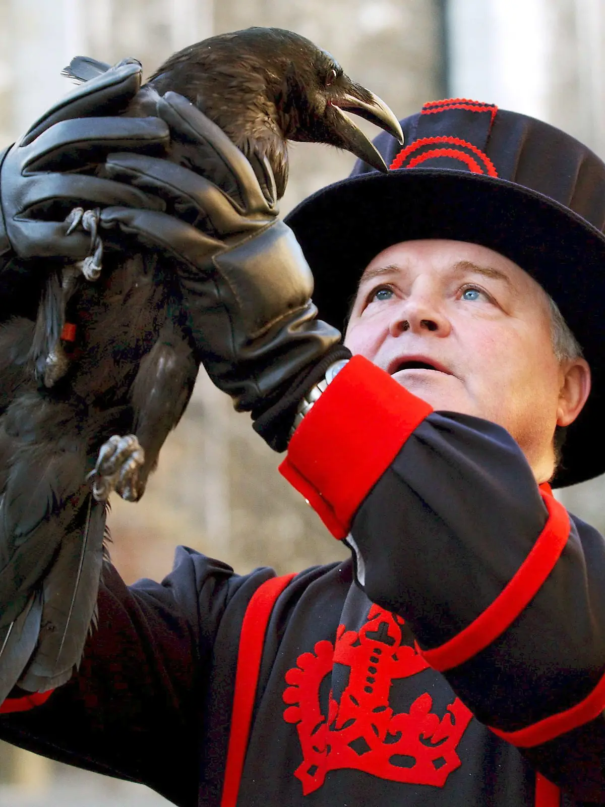ARCHIV - 25.01.2006, Großbritannien, London: Derrick Coyle, der «Herr der Raben» des Tower von London, hält einen der Vögel in Luft. Der Tower von London hat einen seiner heimischen Raben verloren und ist damit der Legende nach dem Untergang des Vereinigten Königreichs ein Stück näher gekommen. Diese besagt, dass das Vereinigte Königreich untergeht, wenn die Raben - eine Gruppe von mindestens sechs Vögeln - die berühmte Sehenswürdigkeit verlassen. (zu dpa: «Dem Untergang ein Stück näher: Tower von London verliert einen Raben») Foto: Natasha Marie Brown/epa/dpa +++ dpa-Bildfunk +++