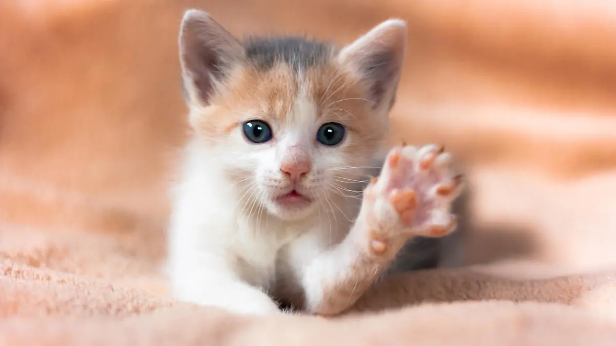 Katzenbaby hebt die Vorderpfote