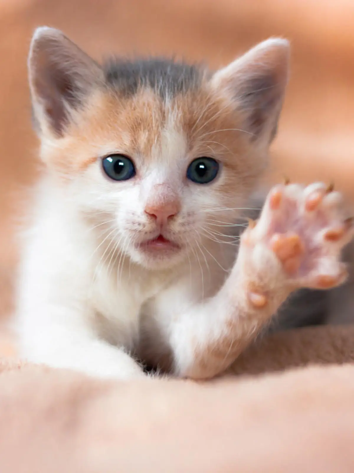 Katzenbaby hebt die Vorderpfote