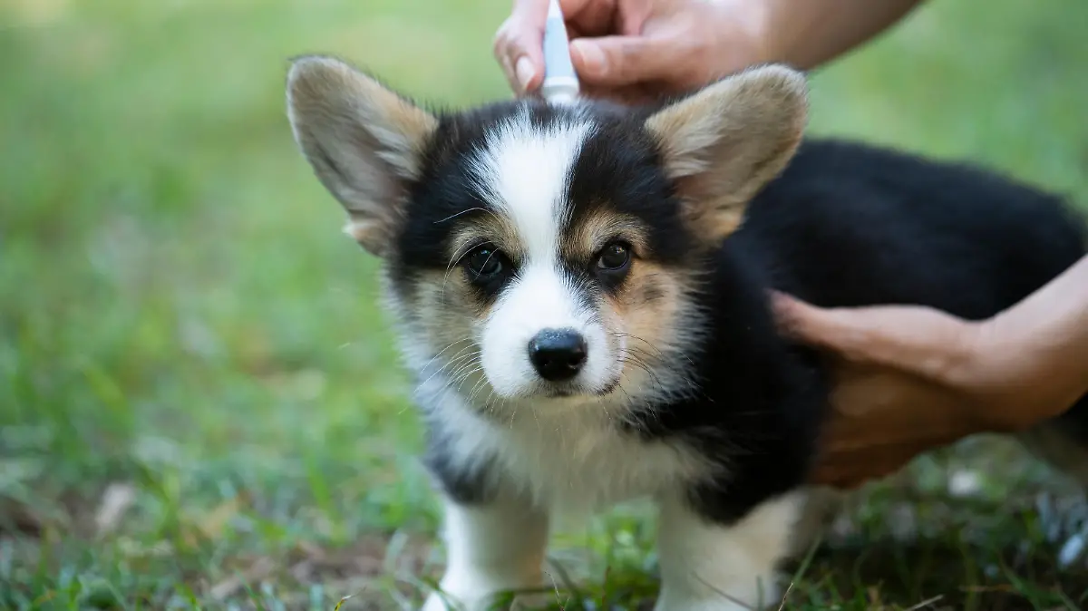Hund mit Flöhen wird behandelt.