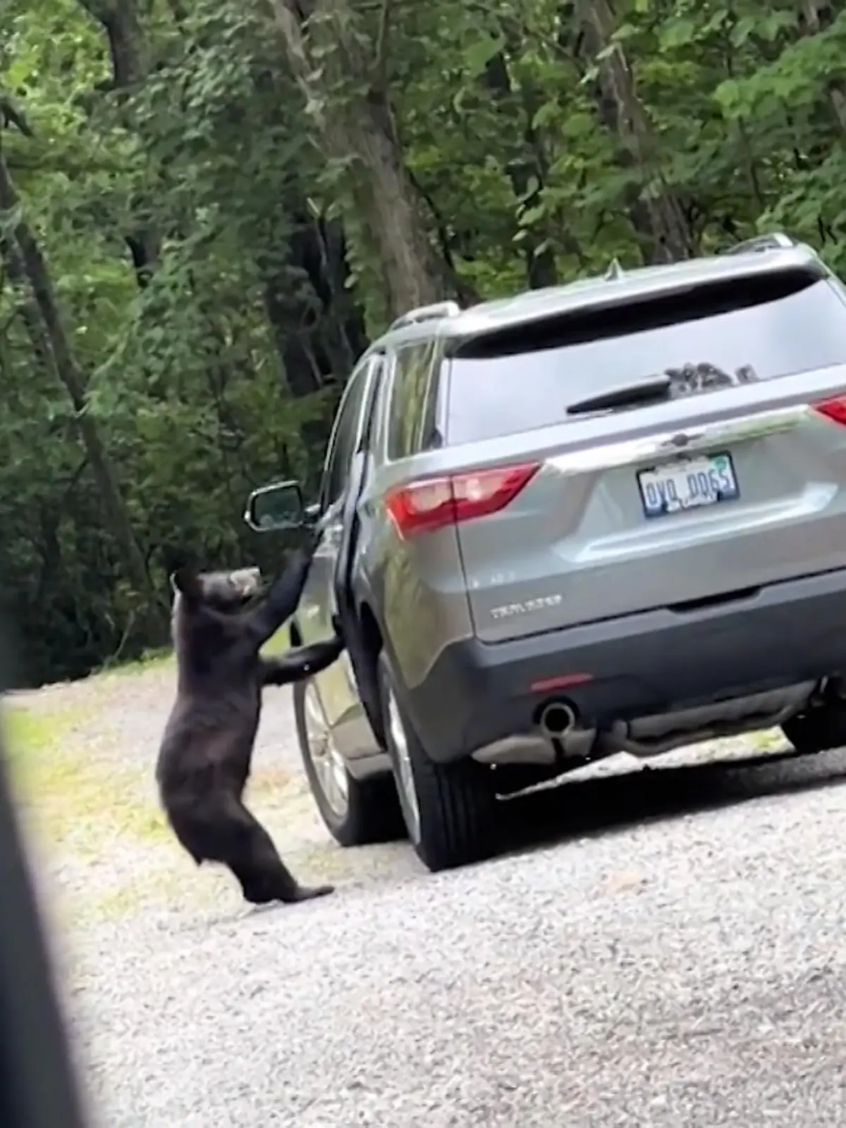Ein junger Schwarzbär geht in Gatlinburg im US-Bundesstaat Tennessee auf Erkundungstour. Eine Augenzeugin filmt das kleine Abenteuer gerade - als der Bär mit Leichtigkeit die Tür eines grauen Autos öffnet und kurzerhand herein klettert. Ob der Bär nur auf Futtersuche war oder gerne eine Spritztour unternehmen wollte, ist nicht bekannt. Für Aufregung hat die kleine Fellnase aber auf jeden Fall gesorgt.