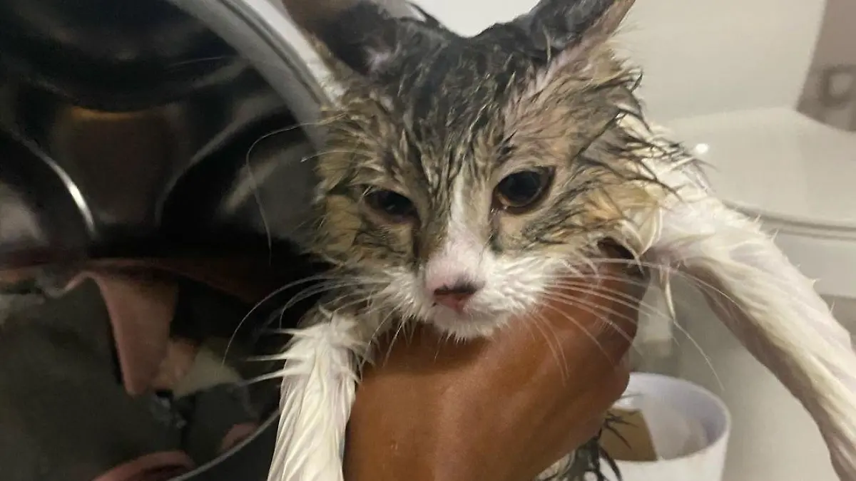 Nasse Katze vor einer Waschmaschine
