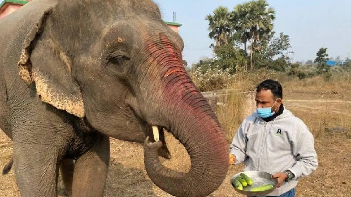 Elefant wird gefüttert