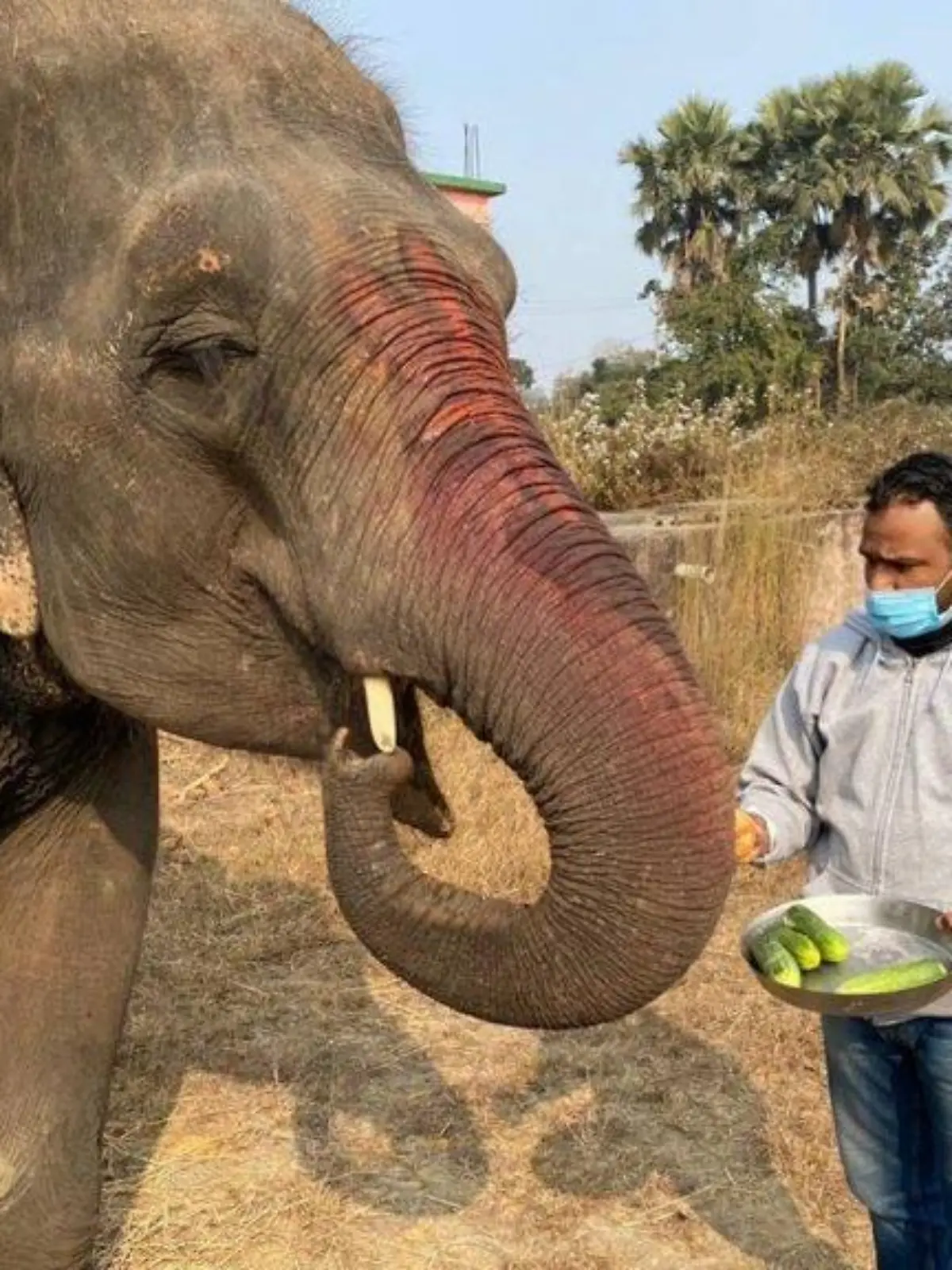 Elefant wird gefüttert