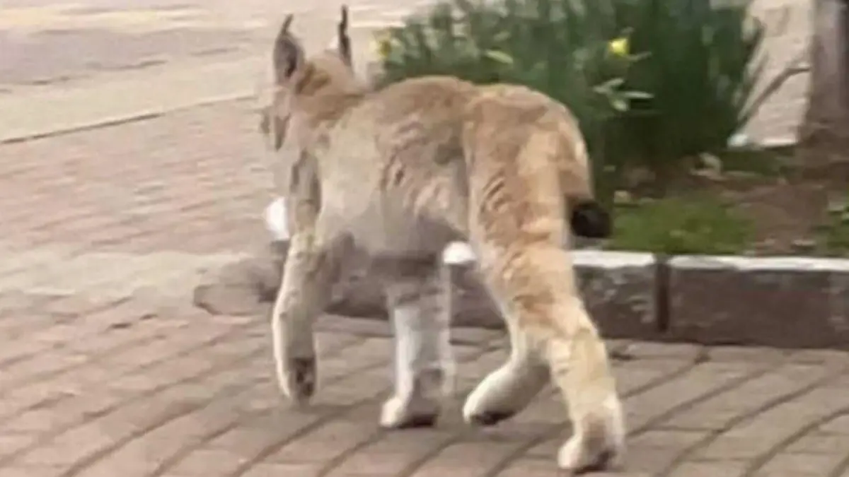 Eine Gefahr für Menschen stellt der junge Luchs nicht dar.