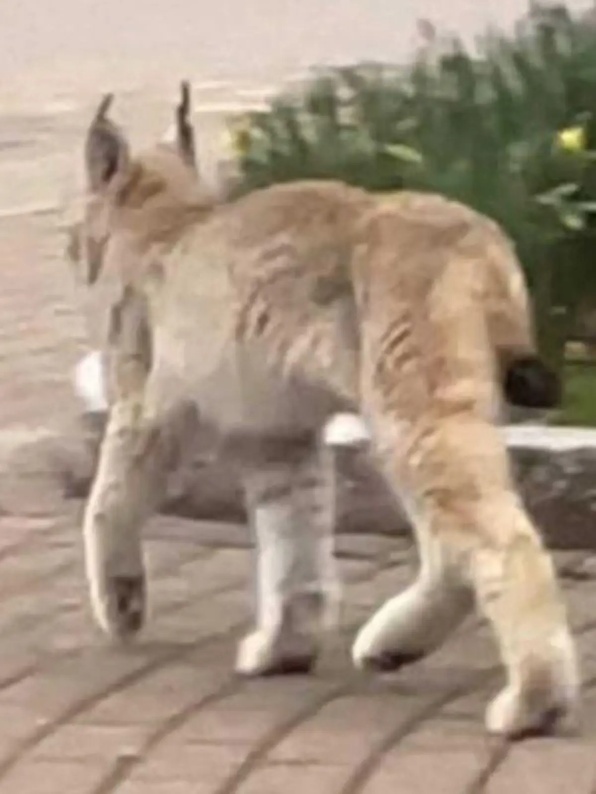 Eine Gefahr für Menschen stellt der junge Luchs nicht dar.