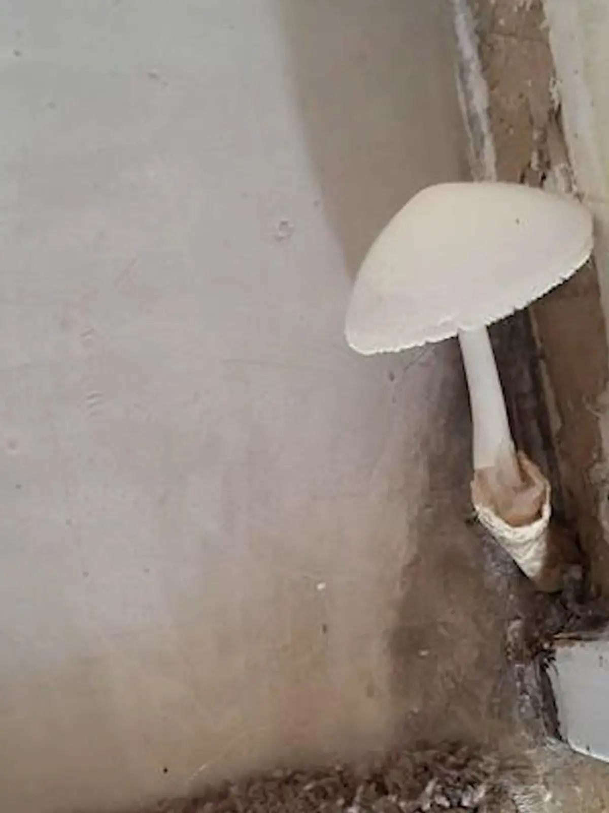 Bild zu: "Pilz wächst in Kölner Wohnung"