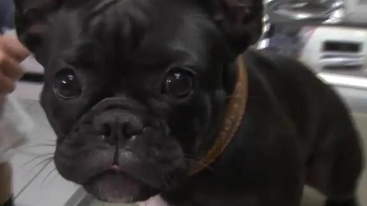Sprechstunde - VOX - Franzsische Bulldogge mit Herbstgrasmilben