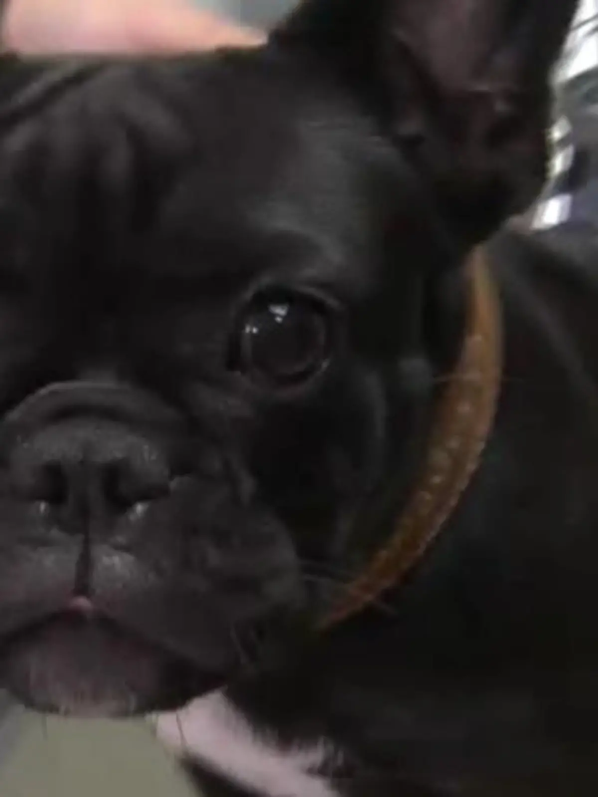 Sprechstunde - VOX - Franzsische Bulldogge mit Herbstgrasmilben