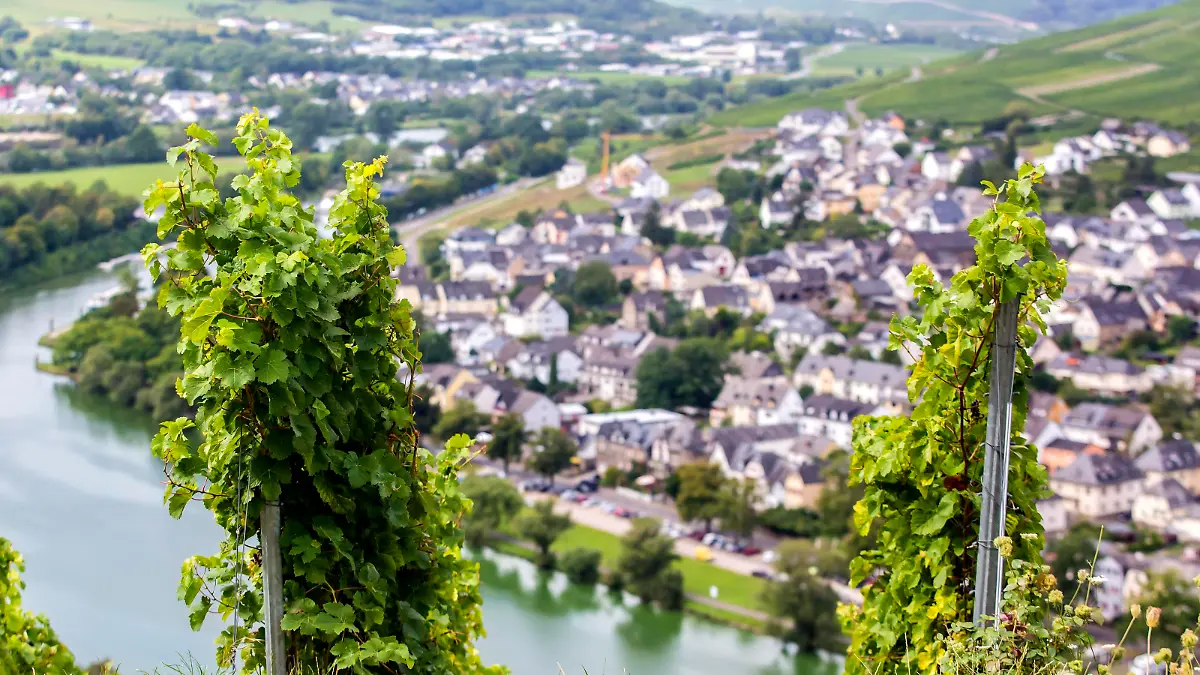 Eines der bekanntesten Weinbaugebiete Deutschlands: Die Mosel