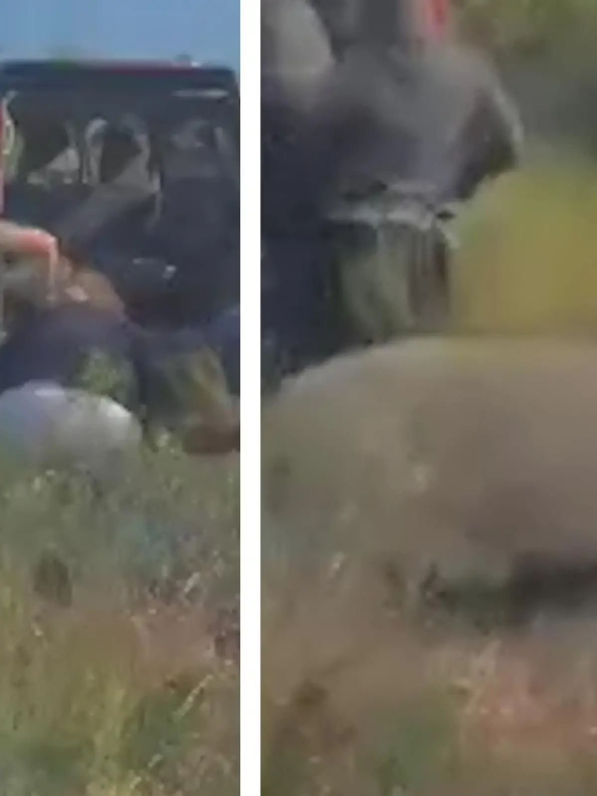 Ein südafrikanischer Löwe wurde wegen seiner Umsiedlung mit Beruhigungsmitteln sediert. Während seiner Verladung durch eine Wildtierärztin samt Team wacht er plötzlich auf. Löwen unter Narkose wachen oft trotzdem auf, wenn es beispielsweise laute Geräusche gibt oder wenn sie bewegt werden. Den Schreckmoment des Wildtier-Teams gibts im Video.