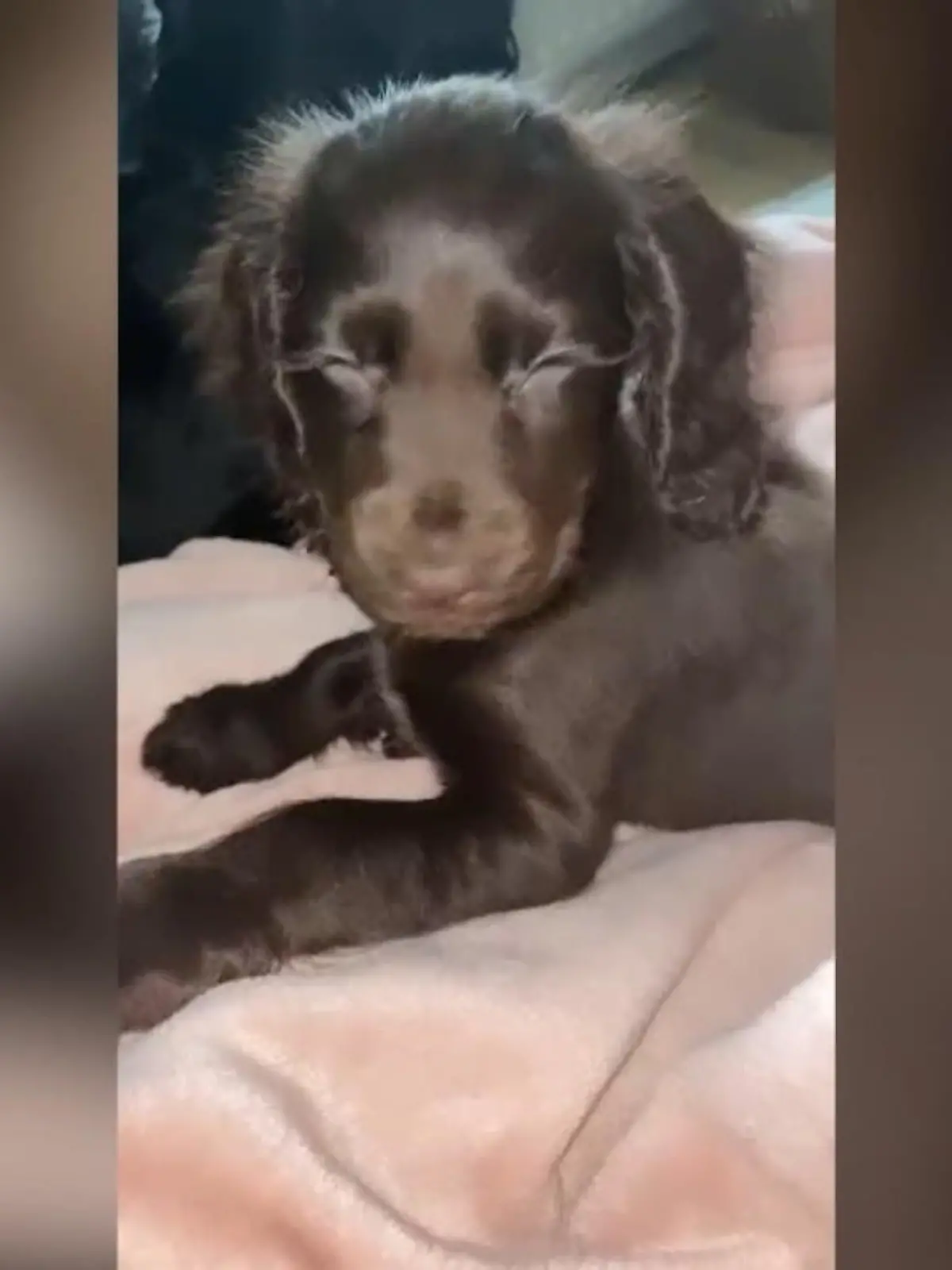 Mabel ist eine ganz besondere Cockerspaniel-Dame!