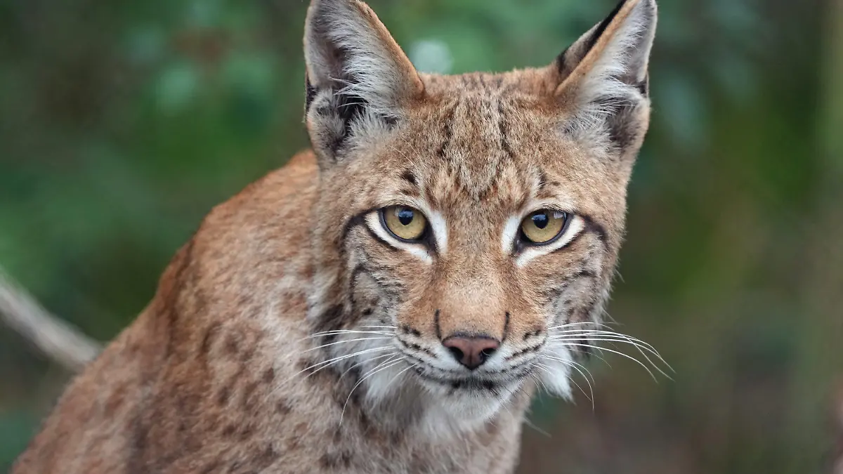 ARCHIV - 01.08.2022, Brandenburg, Schorfheide/Ot Groß Schönebeck: Der junge Luchs Ludwig sitzt im Wildpark Schorfheide im Wald. Das Luchsvorkommen im Harz hat sich inzwischen auf vier Bundesländer ausgeweitet. (zu dpa: Luchsvorkommen im Harz entwickelt sich gut - kaum Gefahr für Menschen) Foto: Soeren Stache/dpa +++ dpa-Bildfunk +++