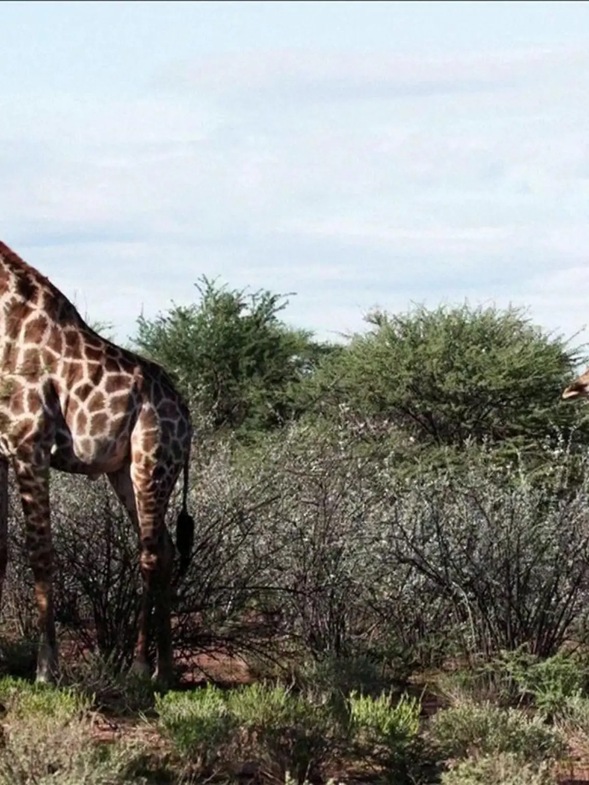 Zwerggiraffe Nigel mit einem Artgenossen
