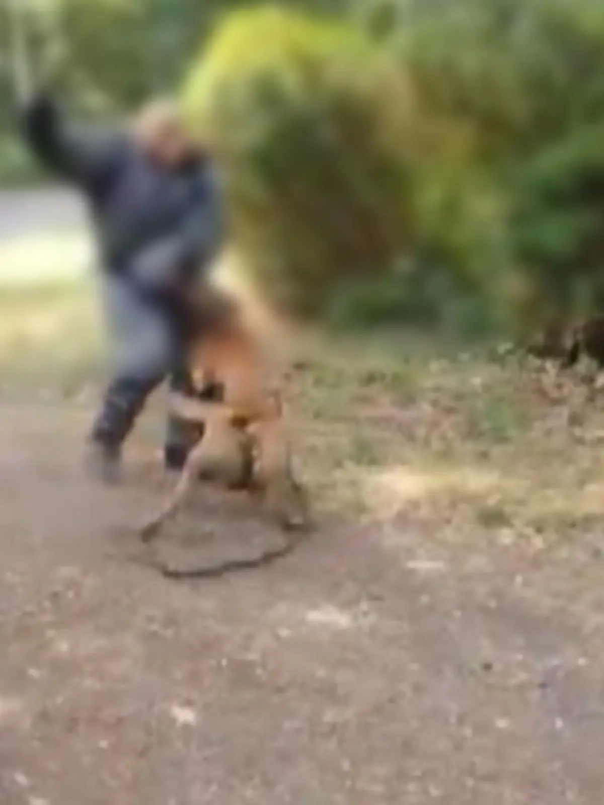 Bei einem Hundetraining in Leipzig schlugen Polizistinnen auf einen Schutzhund ein. Daraufhin hagelte es Kritik, weil ein Video von dem Vorfall im Internet landete.