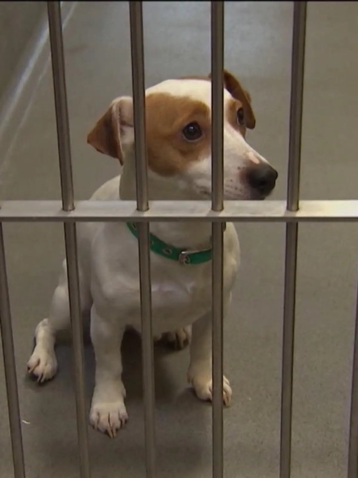 Gibt es die perfide Masche aus England jetzt auch bei uns? Kriminelle nutzen die Tierliebe von Menschen aus und entführen Hunde, um die Besitzer zu erpressen. Die Zahl der Hundeentführungen ist dort über den Jahreswechsel um satte 250 Prozent gestiegen. Unser Video zeigt, wie skrupellos manche Hunde-Kidnapper vorgehen.