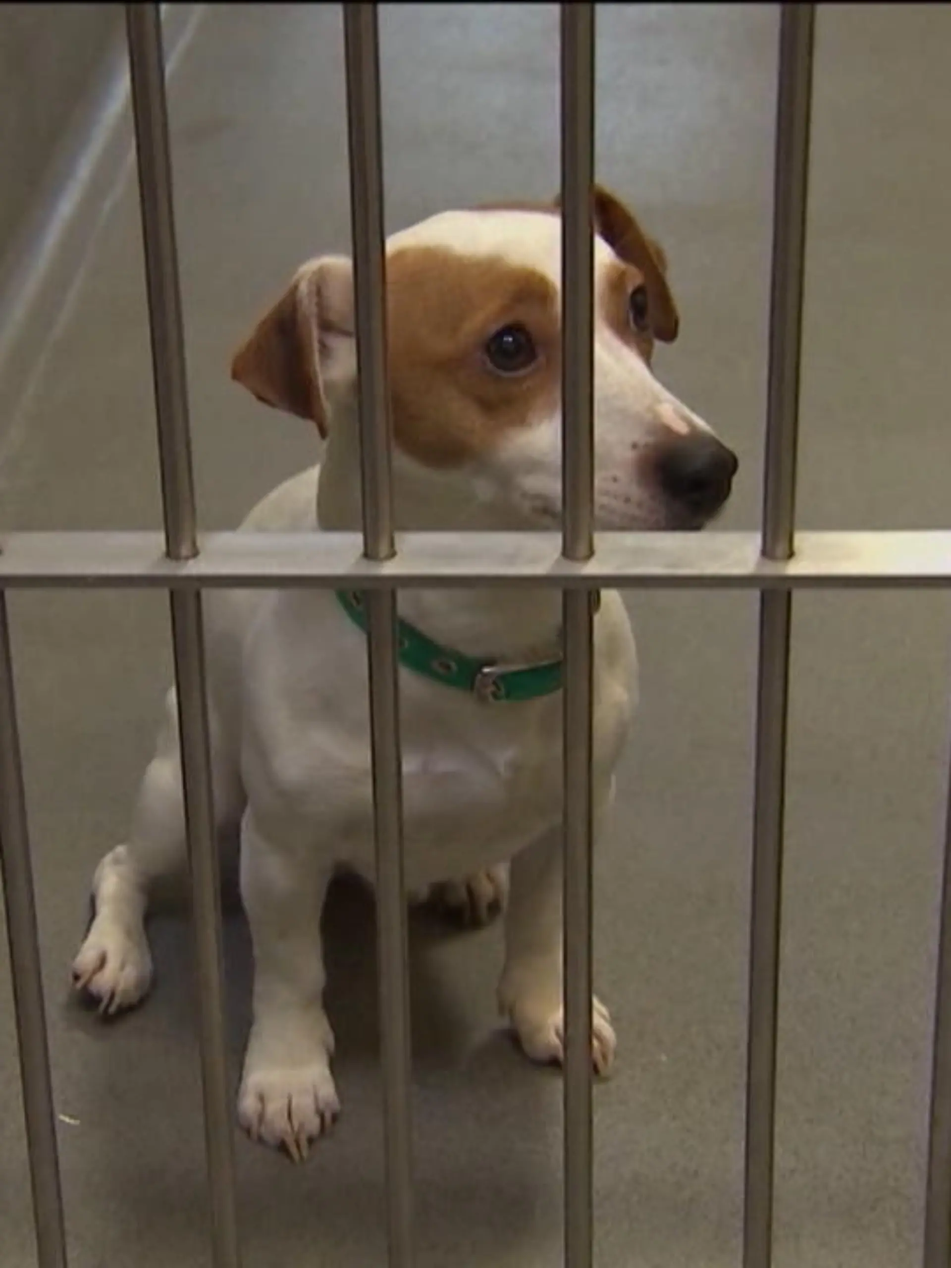 Gibt es die perfide Masche aus England jetzt auch bei uns? Kriminelle nutzen die Tierliebe von Menschen aus und entführen Hunde, um die Besitzer zu erpressen. Die Zahl der Hundeentführungen ist dort über den Jahreswechsel um satte 250 Prozent gestiegen. Unser Video zeigt, wie skrupellos manche Hunde-Kidnapper vorgehen.