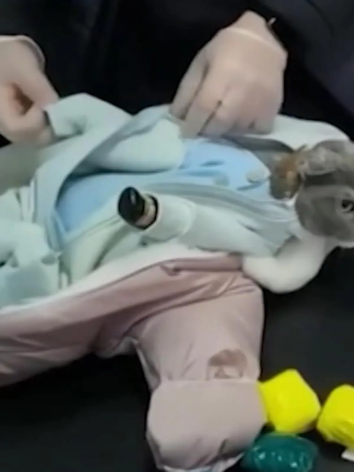Eine Russin hat einen besonders perfiden Plan in die Tat umgesetzt: Sie hat ihre Katze als Baby verkleidet, um in den Klamotten Drogen zu schmuggeln.