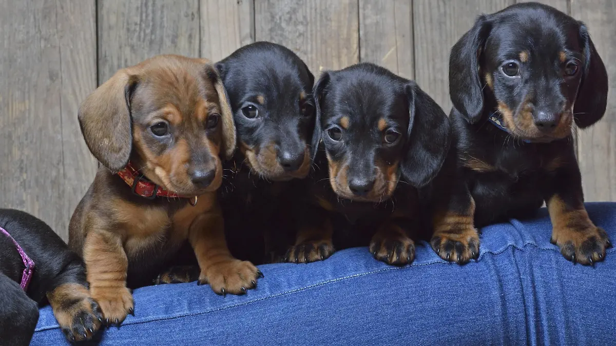 Kurzhaardackel, Kurzhaar-Dackel, Kurzhaarteckel, Kurzhaar-Teckel, Teckel, Dachshund (Canis lupus f. familiaris), vier Dackelwelpen schauen ueber ein Bein, Deutschland | Short-haired Dachshund, Short-haired sausage dog, domestic dog (Canis lupus f. familiaris), four dachshund puppies looking over a leg, Germany | Verwendung weltweit