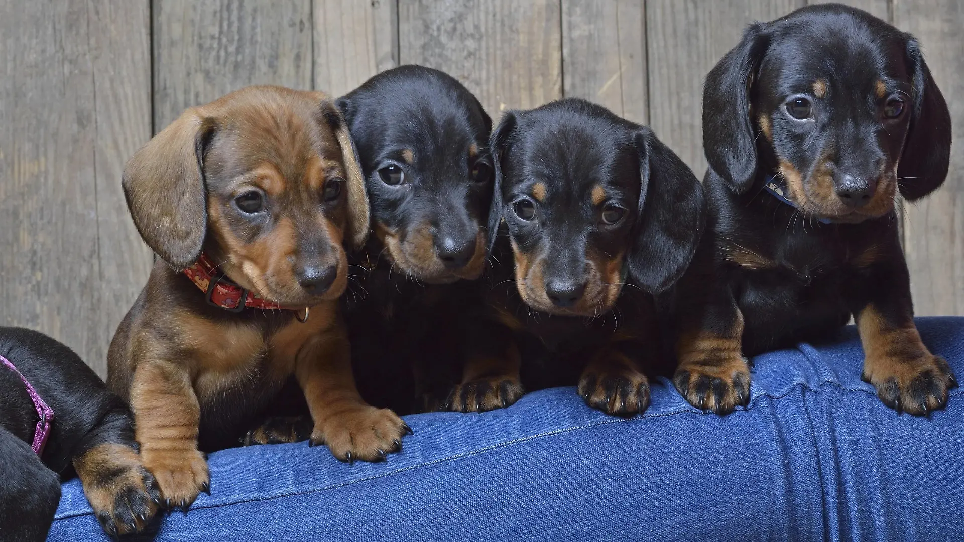 Kurzhaardackel, Kurzhaar-Dackel, Kurzhaarteckel, Kurzhaar-Teckel, Teckel, Dachshund (Canis lupus f. familiaris), vier Dackelwelpen schauen ueber ein Bein, Deutschland | Short-haired Dachshund, Short-haired sausage dog, domestic dog (Canis lupus f. familiaris), four dachshund puppies looking over a leg, Germany | Verwendung weltweit