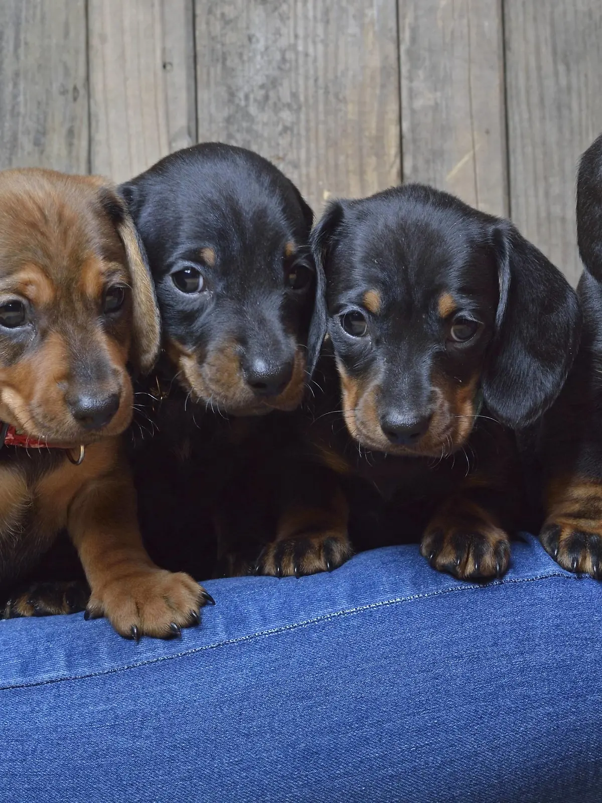 Kurzhaardackel, Kurzhaar-Dackel, Kurzhaarteckel, Kurzhaar-Teckel, Teckel, Dachshund (Canis lupus f. familiaris), vier Dackelwelpen schauen ueber ein Bein, Deutschland | Short-haired Dachshund, Short-haired sausage dog, domestic dog (Canis lupus f. familiaris), four dachshund puppies looking over a leg, Germany | Verwendung weltweit