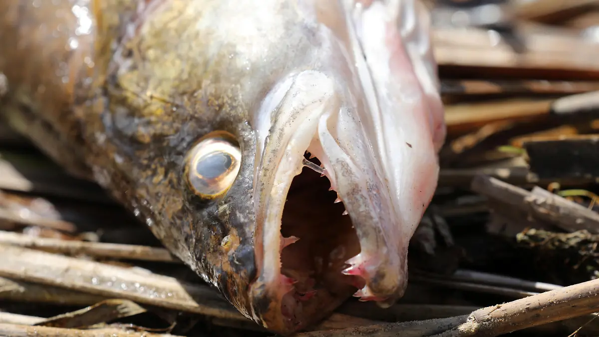 Am Ufer des Sees in Klein Lukow (Mecklenburg-Vorpommern) liegt am 11.04.2017 ein toter Zander. Verursacht wurde das Fischsterben vermutlich durch nicht geklärte Abwässer. Wasserproben haben ergeben, dass der Stickstoff- und Phosphorgehalt in einem Zuflussgraben so hoch ist, dass dies das Fischsterben ausgelöst haben könnte, wie eine Landkreissprecherin am Dienstag in Neubrandenburg sagte. Solche Stoffe gelangen vor allem über Gülle oder andere Fäkalien als Dünger in die Umwelt. (zu "Ursache für Klein Lukower Fischsterben wohl Abwässer - Herkunft unklar" vom 11.04.2017) Foto: Bernd Wüstneck/dpa-Zentralbild/ZB +++(c) ZB-FUNKREGIO OST - Honorarfrei nur für Bezieher des ZB-Regiodienstes+++ +++ dpa-Bildfunk +++
