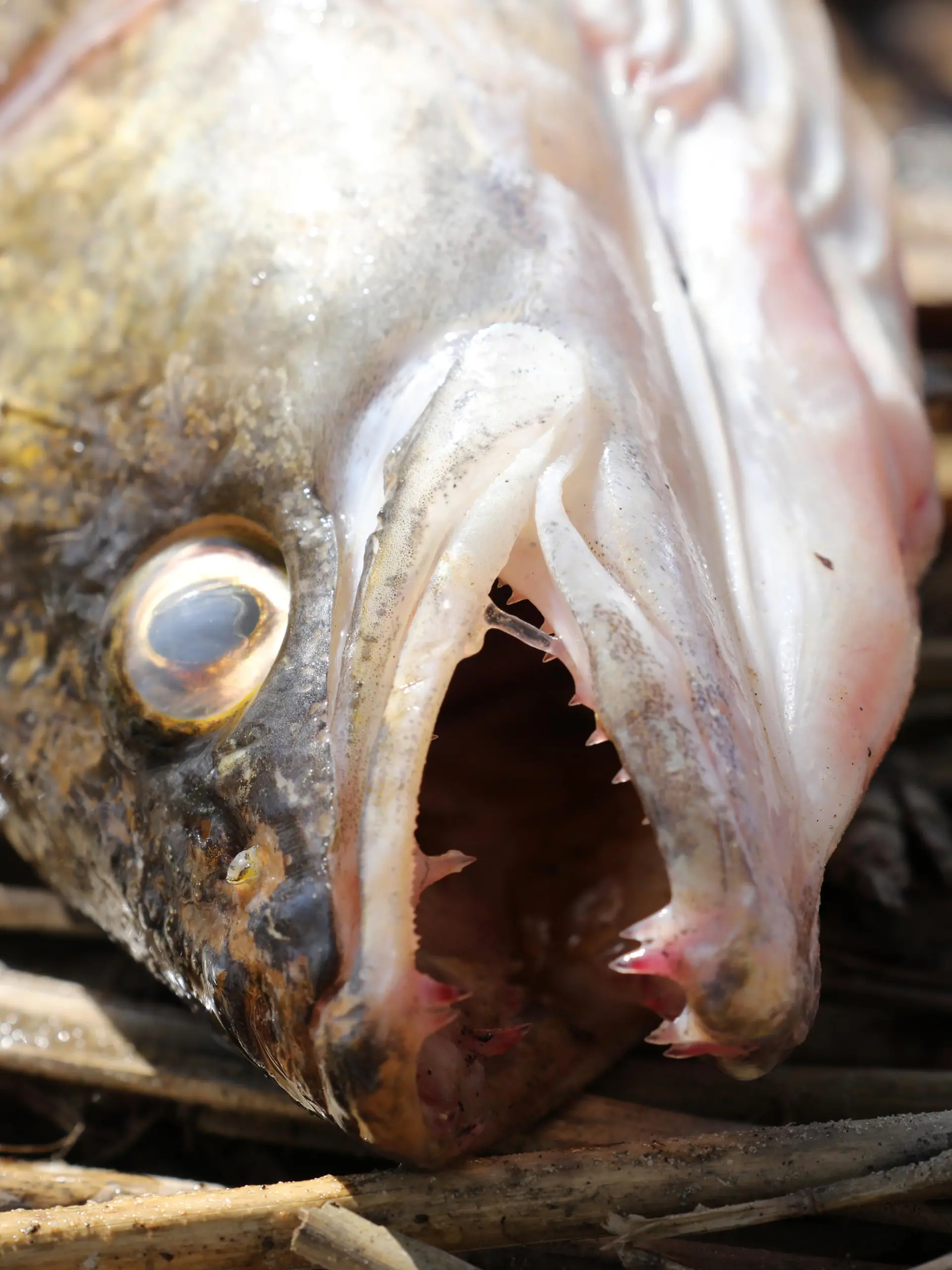 Am Ufer des Sees in Klein Lukow (Mecklenburg-Vorpommern) liegt am 11.04.2017 ein toter Zander. Verursacht wurde das Fischsterben vermutlich durch nicht geklärte Abwässer. Wasserproben haben ergeben, dass der Stickstoff- und Phosphorgehalt in einem Zuflussgraben so hoch ist, dass dies das Fischsterben ausgelöst haben könnte, wie eine Landkreissprecherin am Dienstag in Neubrandenburg sagte. Solche Stoffe gelangen vor allem über Gülle oder andere Fäkalien als Dünger in die Umwelt. (zu "Ursache für Klein Lukower Fischsterben wohl Abwässer - Herkunft unklar" vom 11.04.2017) Foto: Bernd Wüstneck/dpa-Zentralbild/ZB +++(c) ZB-FUNKREGIO OST - Honorarfrei nur für Bezieher des ZB-Regiodienstes+++ +++ dpa-Bildfunk +++