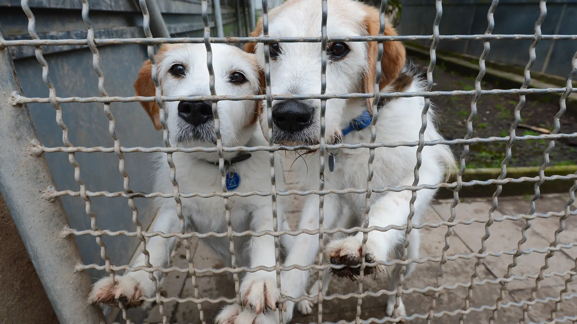 ARCHIV - 29.05.2013, Stuttgart: ILLUSTRATION - Hunde warten im Tierheim auf ein Zuhause. Die Tierheime im Nordosten müssen Hunde deutlich länger beherbergen, auch weil sie immer schwieriger neue Besitzer finden. Der durchschnittliche Aufenthalt der Hunde habe sich seit 2009 von 30 auf 100 Tagen verdreifacht. (zu dpa "Tierschützer: Hunde viel länger in Heimen - Problem mit großen Rassen") Foto: picture alliance / dpa +++ dpa-Bildfunk +++