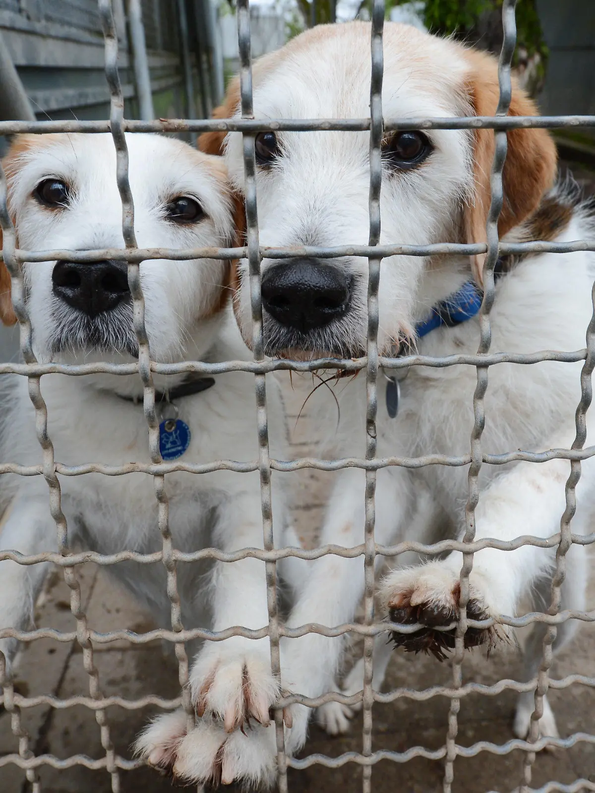 ARCHIV - 29.05.2013, Stuttgart: ILLUSTRATION - Hunde warten im Tierheim auf ein Zuhause. Die Tierheime im Nordosten müssen Hunde deutlich länger beherbergen, auch weil sie immer schwieriger neue Besitzer finden. Der durchschnittliche Aufenthalt der Hunde habe sich seit 2009 von 30 auf 100 Tagen verdreifacht. (zu dpa "Tierschützer: Hunde viel länger in Heimen - Problem mit großen Rassen") Foto: picture alliance / dpa +++ dpa-Bildfunk +++