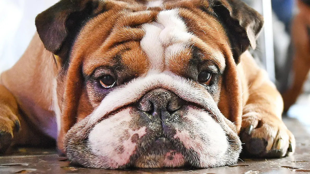 dpatopbilder - Die Englische Bulldogge Joyandfun liegt am 11.06.2016 in Berlin auf der Hundemesse "House of Dogs", die am 11. und 12. Juni im Postbahnhof stattfindet. Das Event soll in der "Hundehauptstadt" eine Möglichkeit zum Austausch in der Hunde-Community bieten und das Zusammenleben von Zwei- und Vierbeinern verbessern helfen. Foto: Jens Kalaene/dpa +++(c) dpa - Bildfunk+++