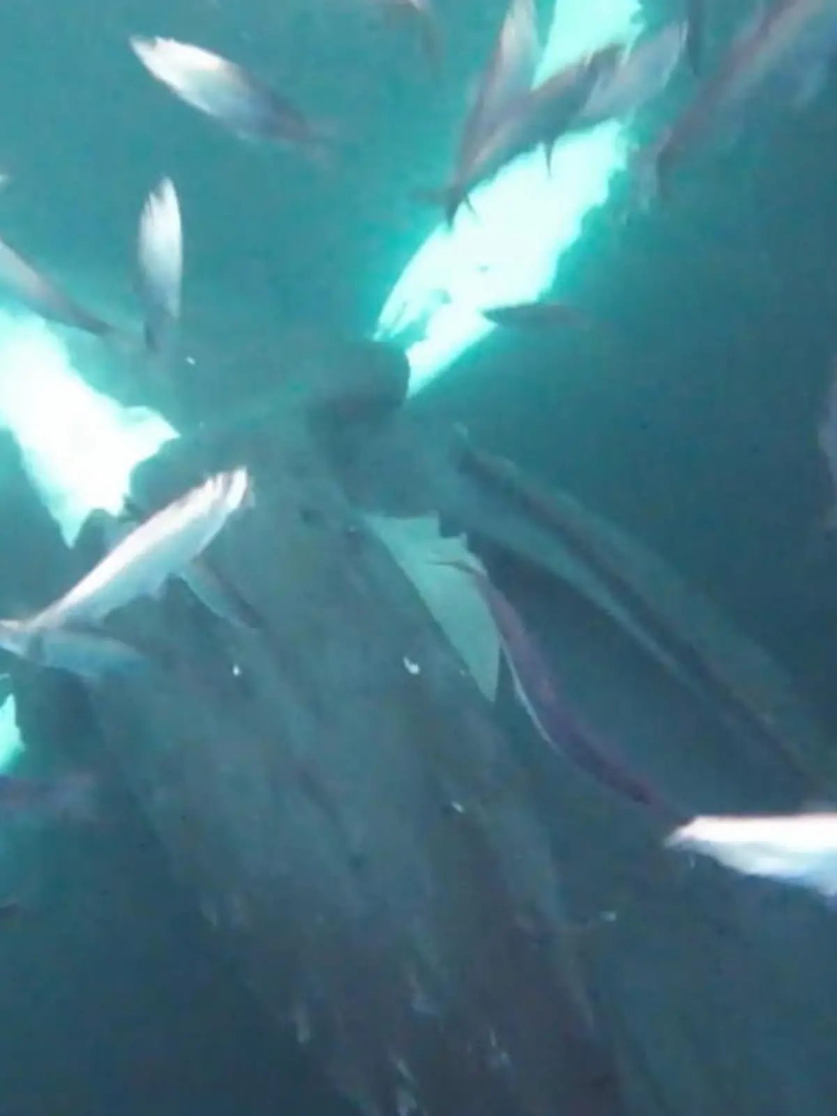 Als Unterwasser-Fotograf Andy Schmid an der norwegischen Küste von Skjervoy am Tauchen ist, erscheint plötzlich hinter einem Schwarm Fische ein riesiger Buckelwal – mit geöffnetem Maul! Nur knapp entkommt Schmid dem Mund des Tiers. Diesen Schockmoment sehen Sie im Video.