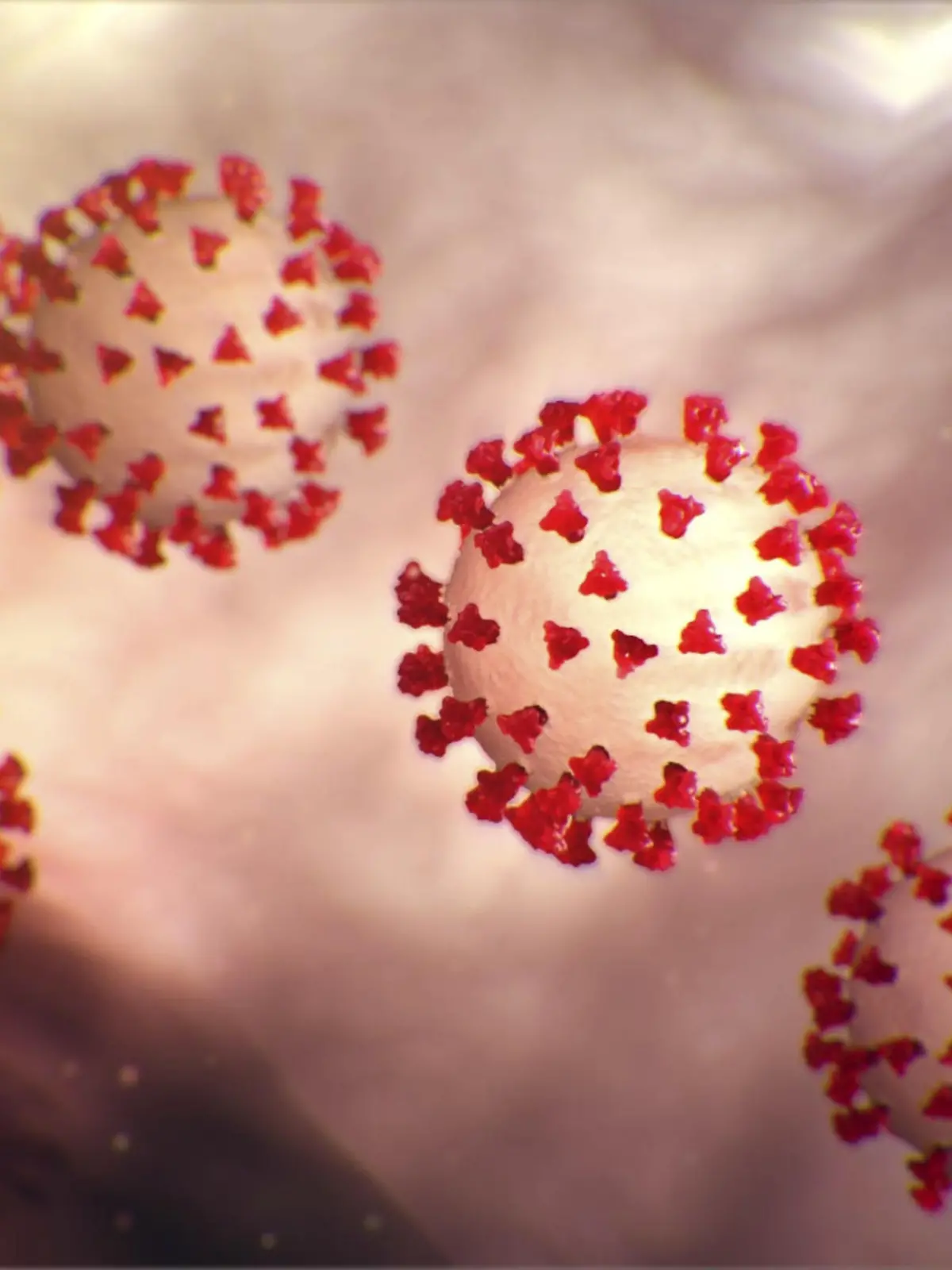 Coronavirus in Vergrößerung
