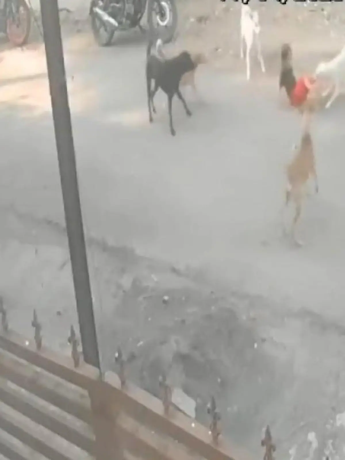 Ein paar Hunde laufen in der indischen Stadt Nagpur im Zentrum des Landes die Straße hinab. Dicht hinter ihnen: Ein sechsjähriger Junge, fasziniert von den Tieren. Doch als sie ihn bemerken, sind sie auf einmal nicht mehr so putzig.
Wie ein hungriges Rudel Wölfe stürzen sie sich auf den Kleinen, verbeißen sich in seiner Kleidung. Bis die Mutter den Kleinen rettet.