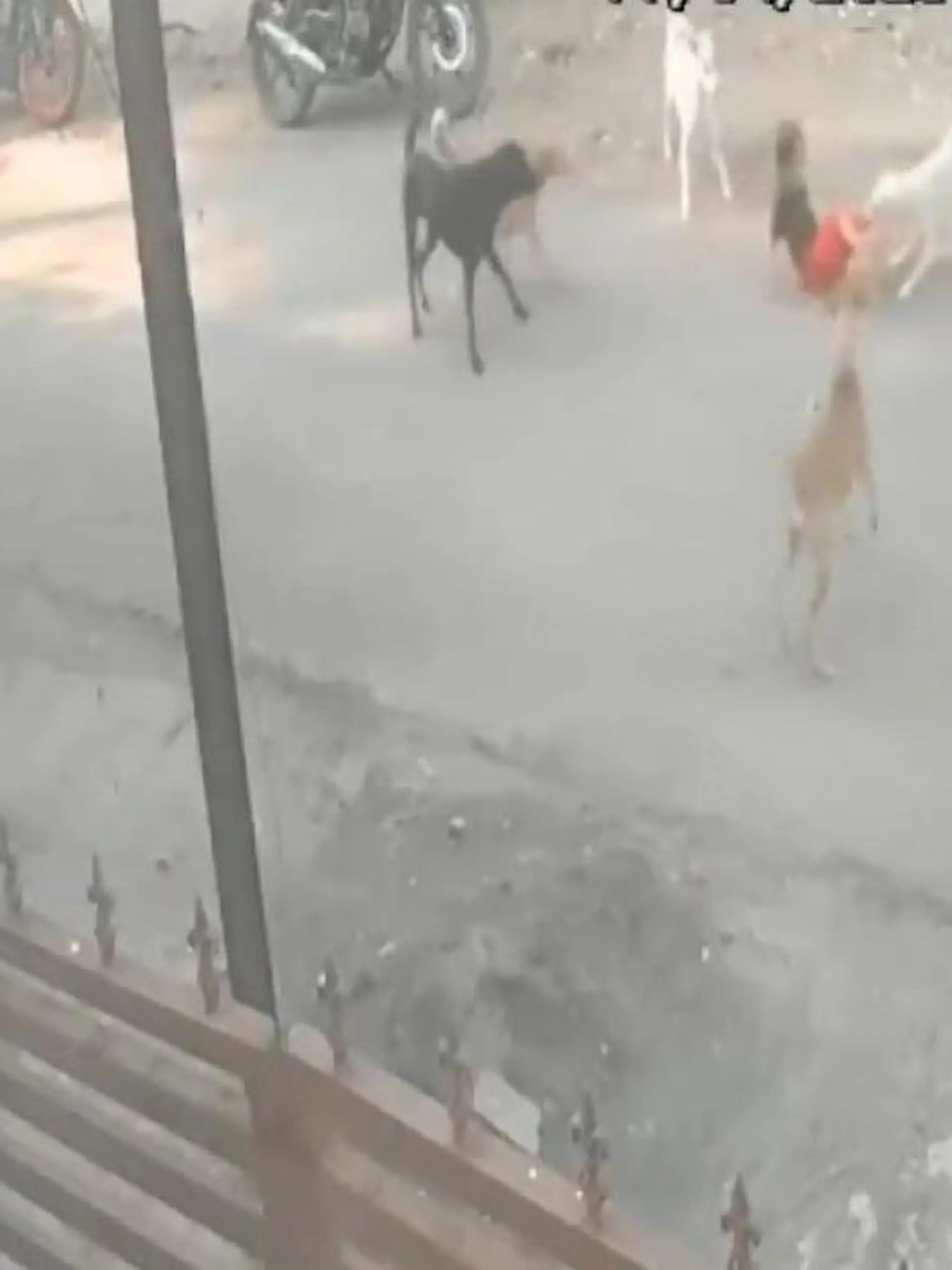 Ein paar Hunde laufen in der indischen Stadt Nagpur im Zentrum des Landes die Straße hinab. Dicht hinter ihnen: Ein sechsjähriger Junge, fasziniert von den Tieren. Doch als sie ihn bemerken, sind sie auf einmal nicht mehr so putzig.
Wie ein hungriges Rudel Wölfe stürzen sie sich auf den Kleinen, verbeißen sich in seiner Kleidung. Bis die Mutter den Kleinen rettet.