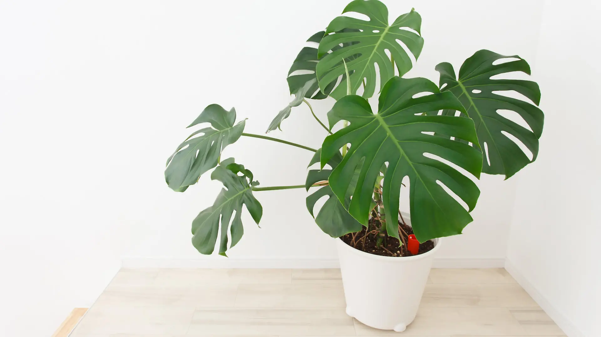 Monstera