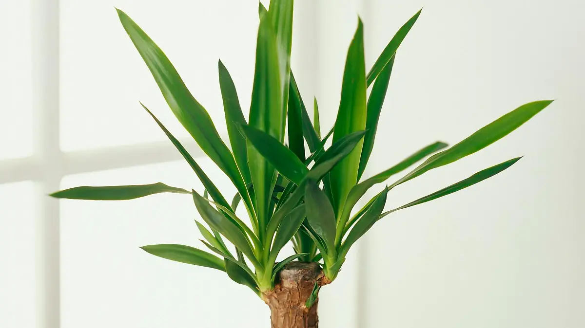 Yucca-Palme als Zimmerpflanze