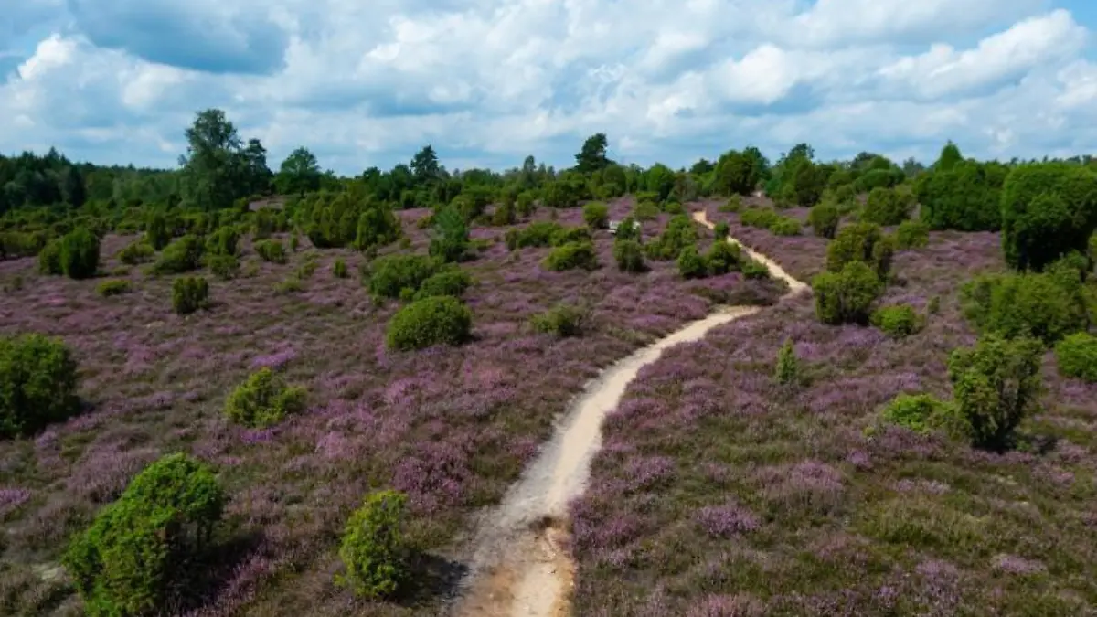 Heideblüte in der Lüneburger Heide
