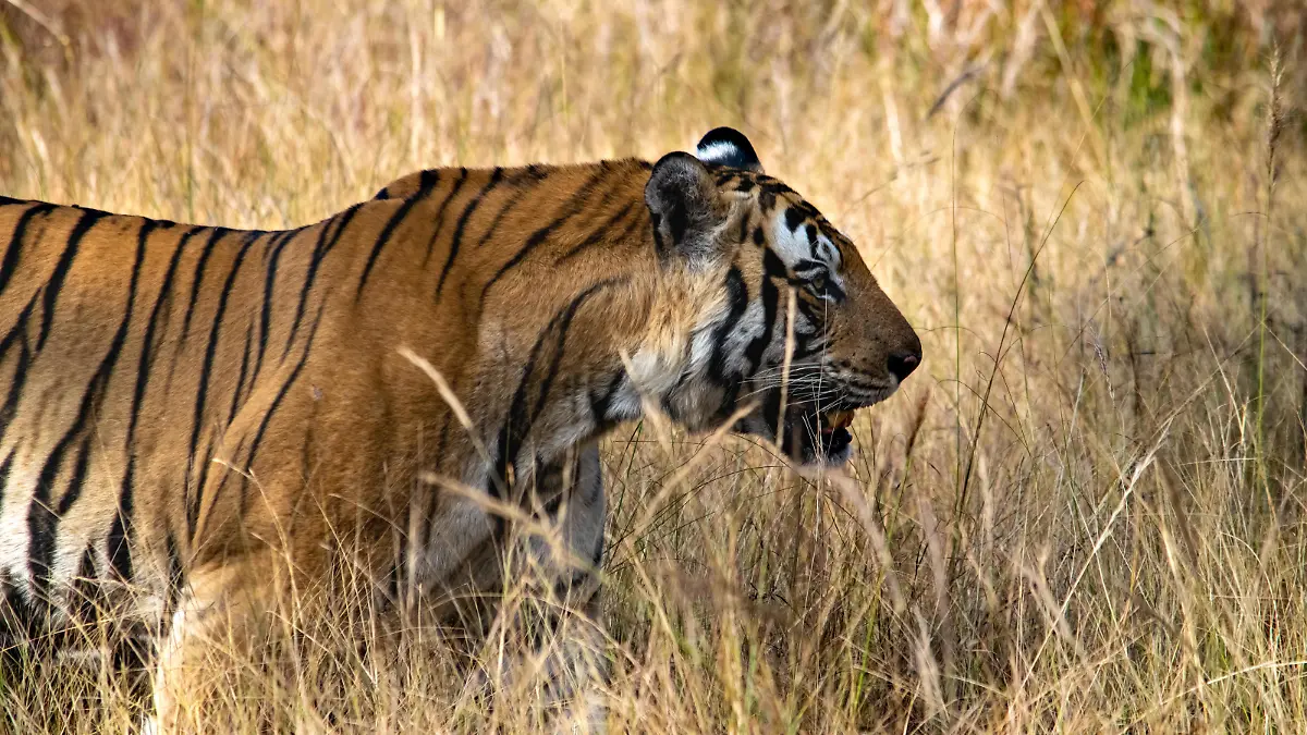 An amazing closeup of a beautiful huge wild tiger