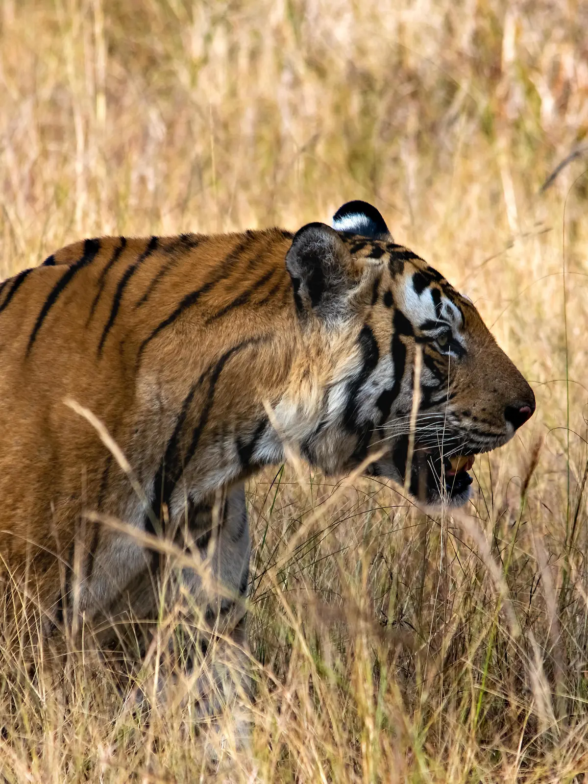 An amazing closeup of a beautiful huge wild tiger