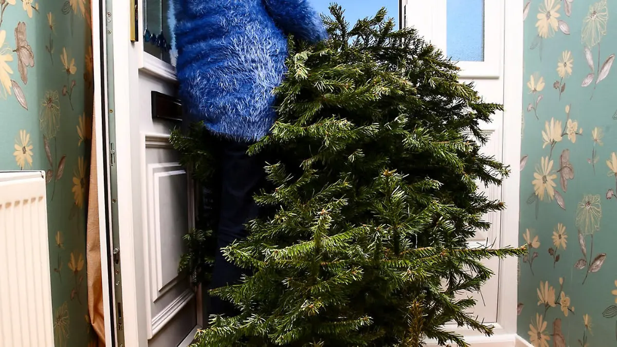 Recyceln statt entsorgen: Tannenbäume auch nach Weihnachten nutzen