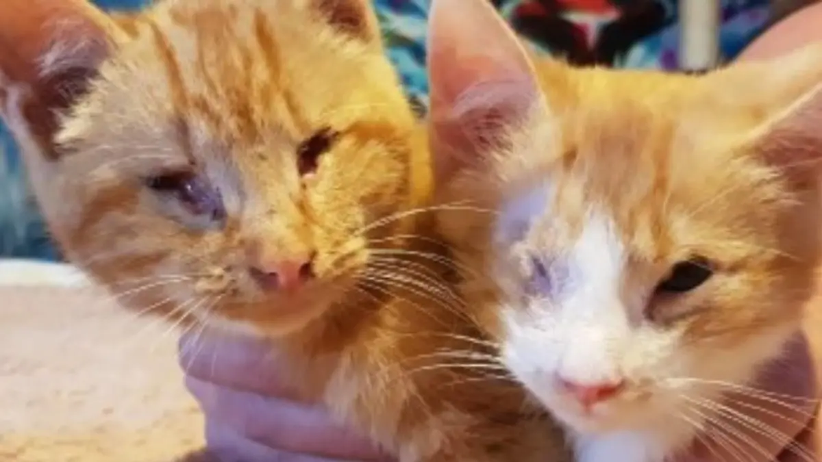 Kater Gabriel und sein Bruder Arthur