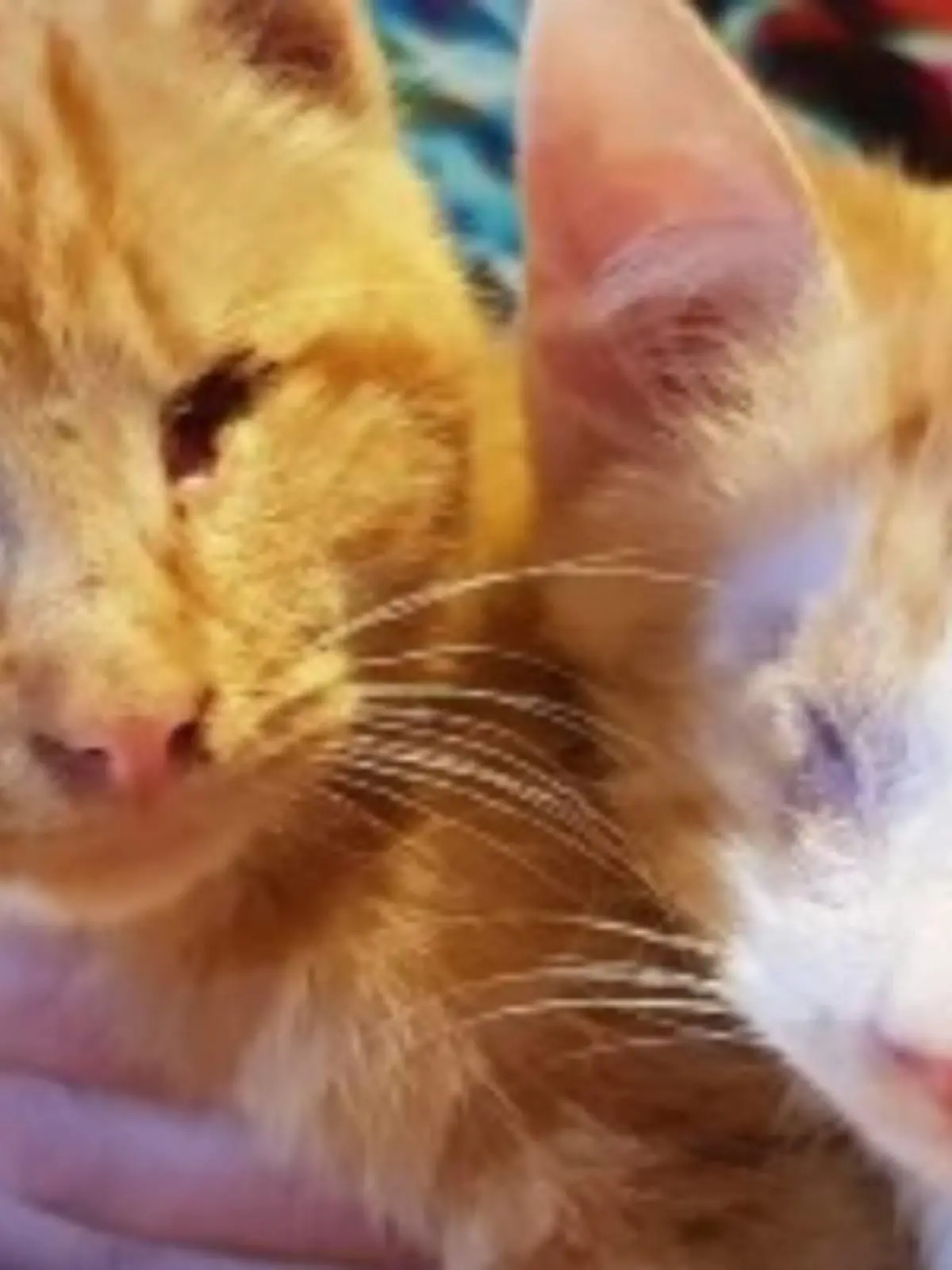 Kater Gabriel und sein Bruder Arthur