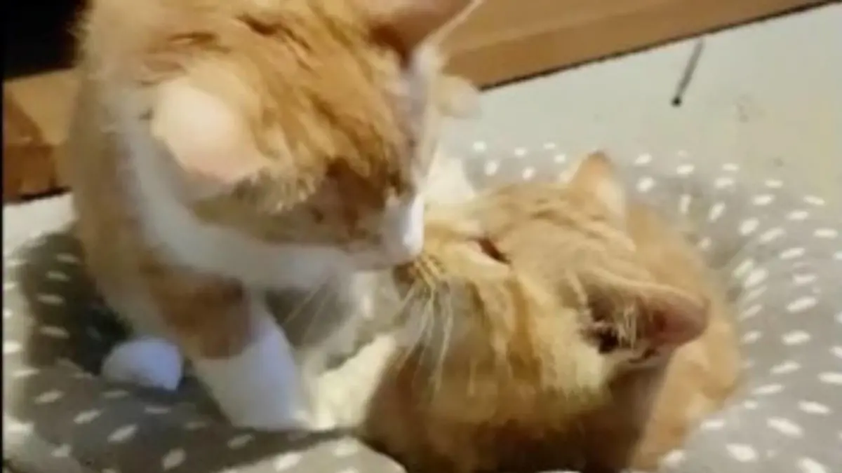 Kater Gabriel und sein Bruder Arthur