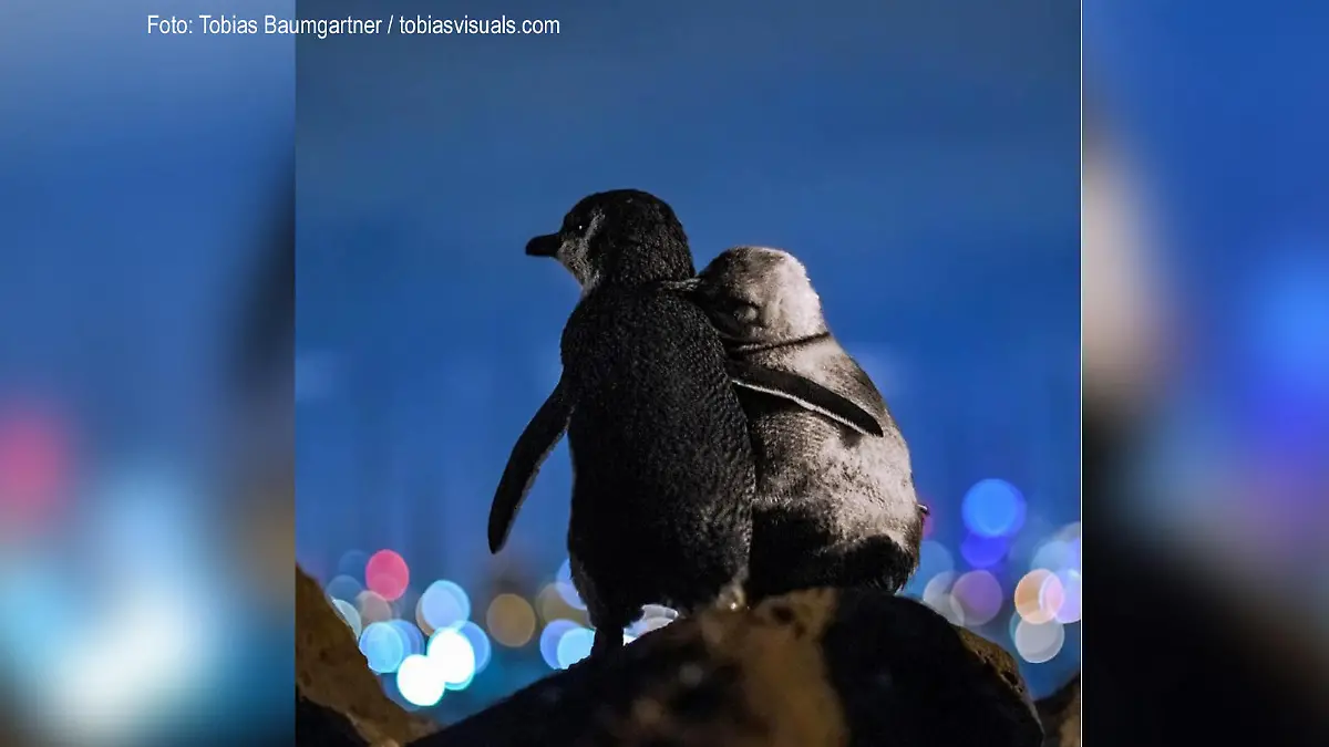 Pinguine